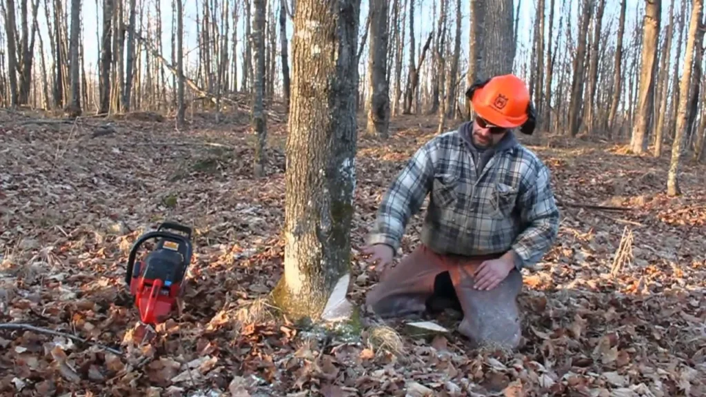 Do I need a permit to cut down a tree on my property