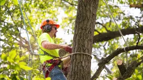 A professional is trimming tree