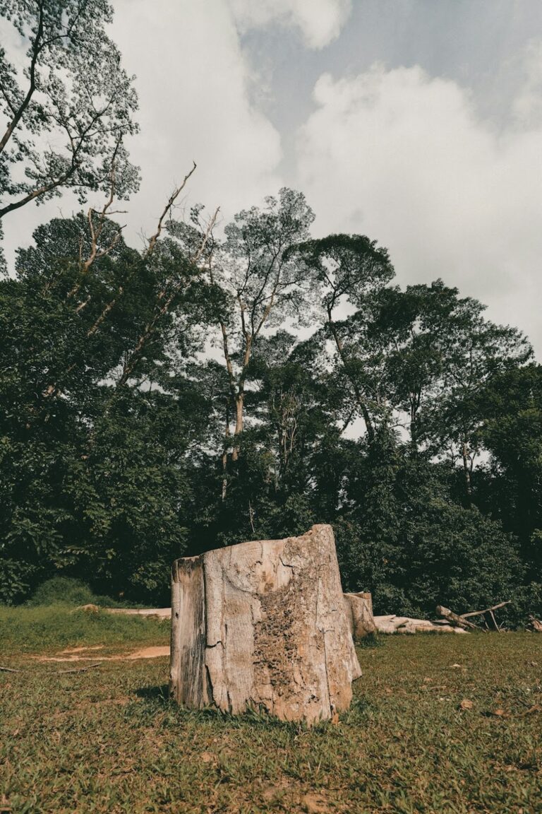 Consequences of Unauthorized Tree Cutting