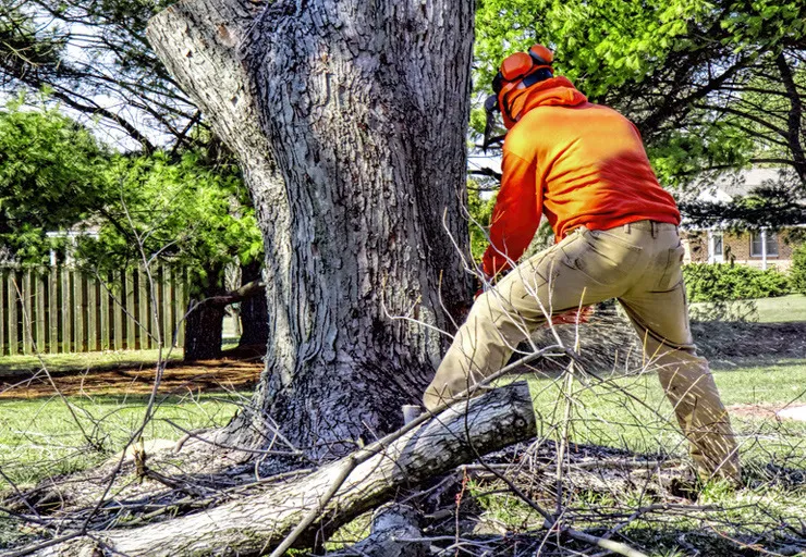 A person is Cutting a big tree fro route