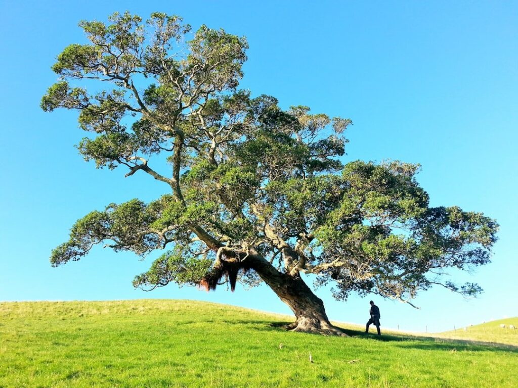 Essential Tree Pruning Tools for Gardeners