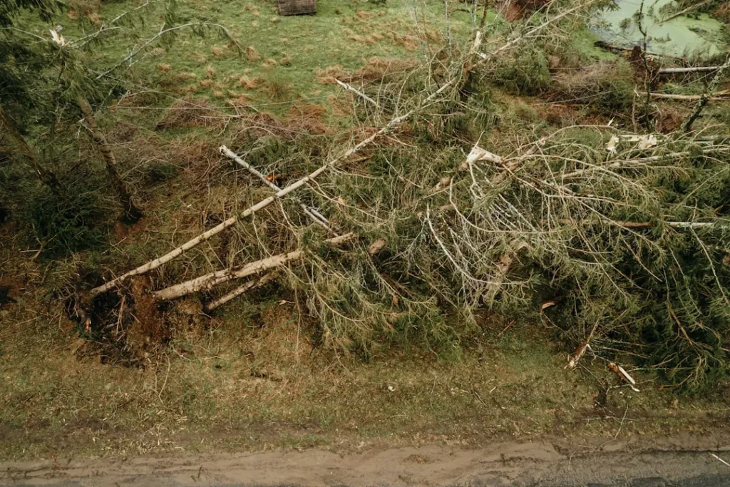 Essential Guide to Emergency Tree Limb Removal