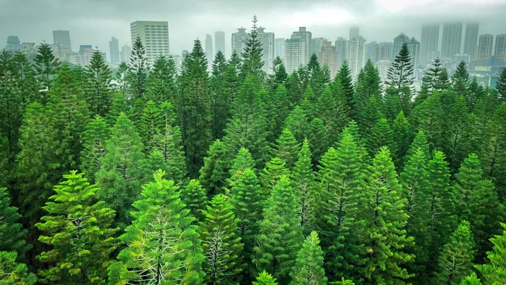 Essential Guide to Pruning Pine Trees