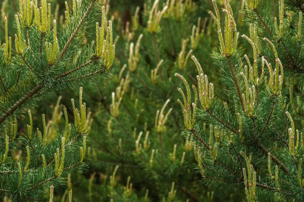 can trimming a pine tree kill it