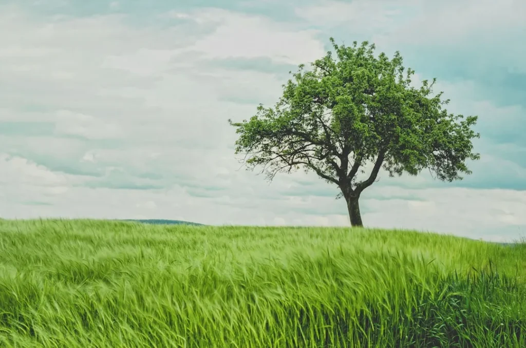 Effective Techniques for Tree Root Ball Removal