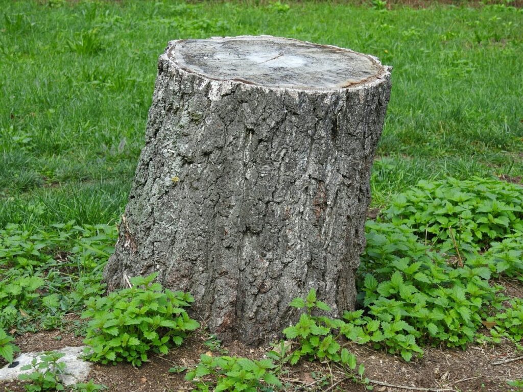 Understanding Your Tree Stump photo