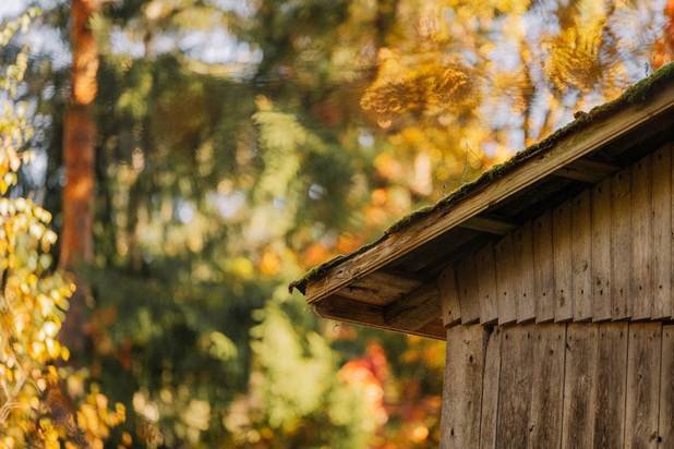 Guide on How Do I Get Rid of Plant Growth on My Roof