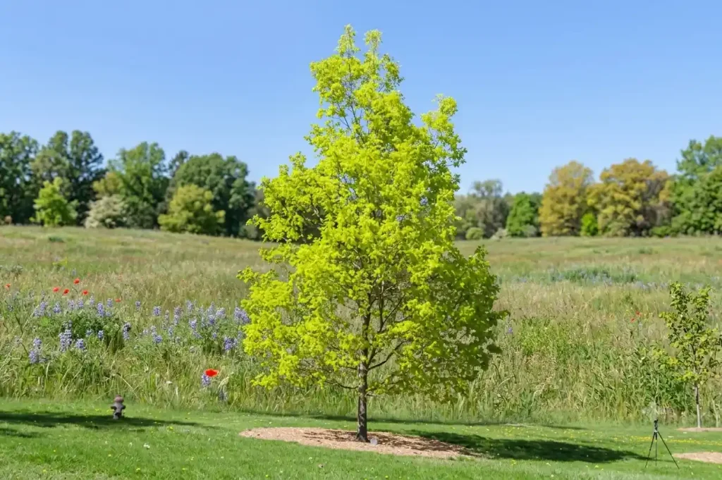 Arbor Day Tree Benefit Calculator showing environmental value of a shade tree