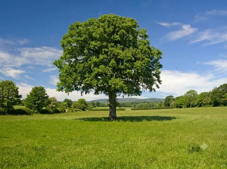 Diagram illustrating how much water a tree needs per day, showing gallons required for young trees versus large mature trees